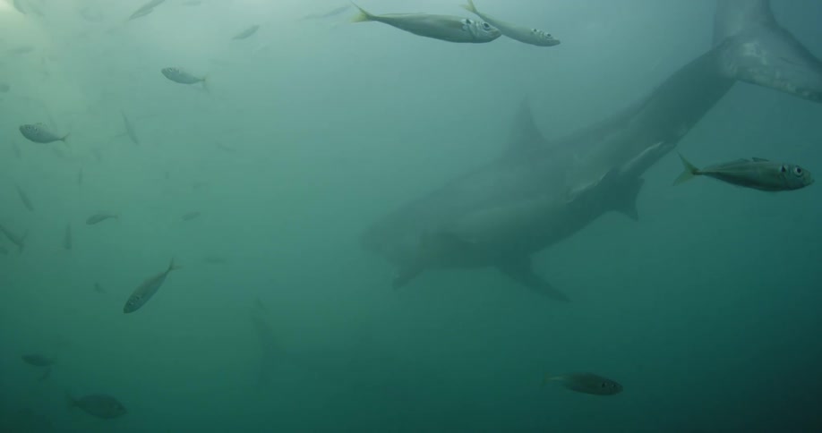 A shark is moving in the murky waters