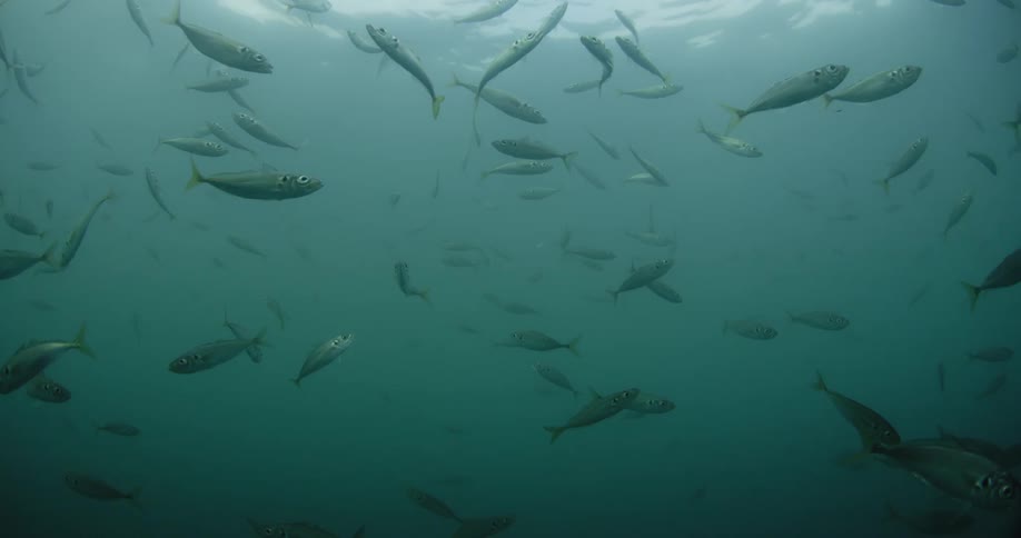 Fish swim in the ocean