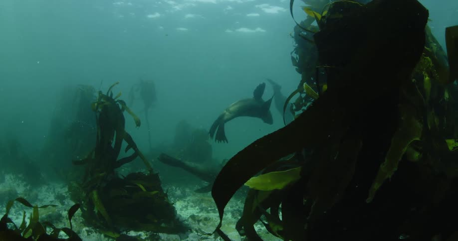 Fish swim around on the surface underwater