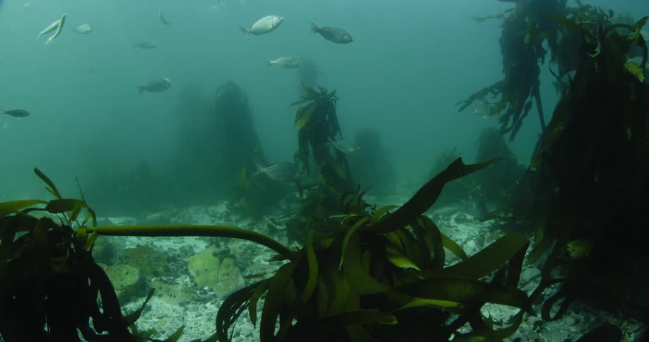 Fish are swimming near kelp on the bottom of the ocean