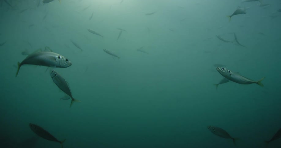 Fish swim in the ocean