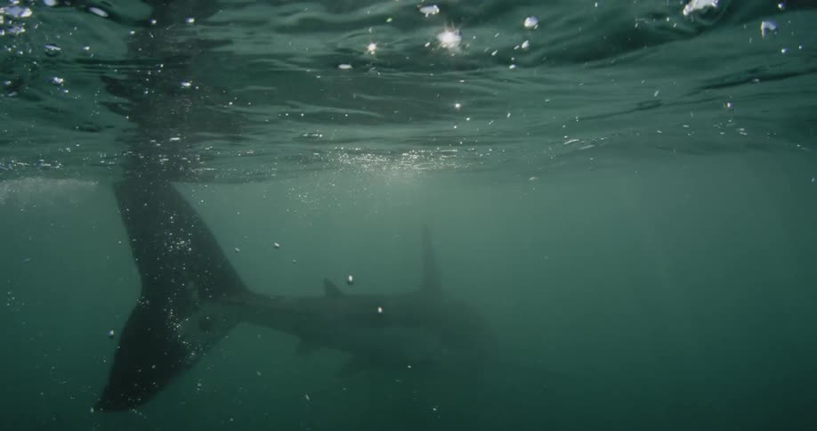 A shark swims just below the ocean surface