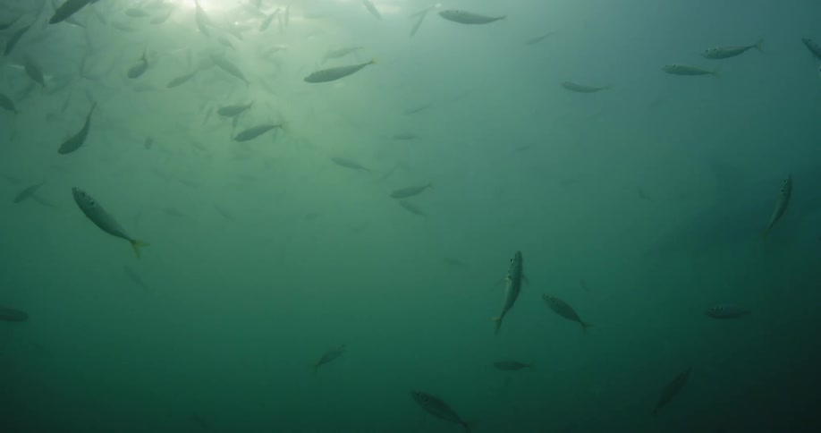 Fish swimming through murky water