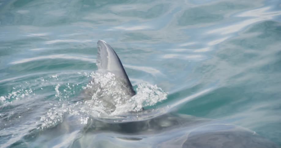 A shark fin is rising up through the water
