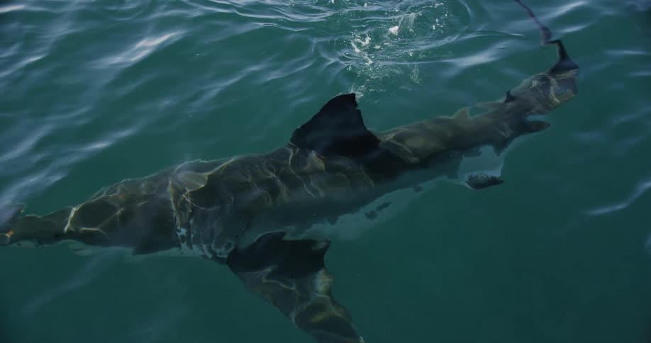 A shark swims just below the surface
