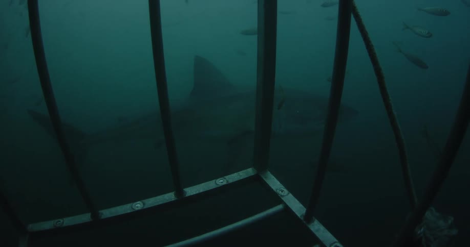 A shark and fish swim past a submerged cage