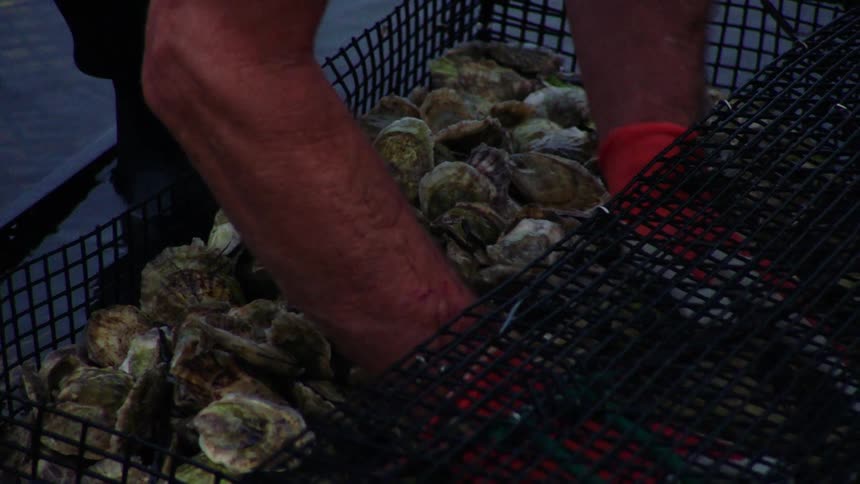 Two people sort oysters in large black mesh cage