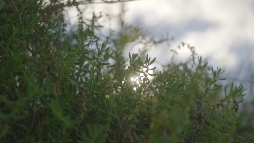 Plants move in the breeze as the sun shines in the distance