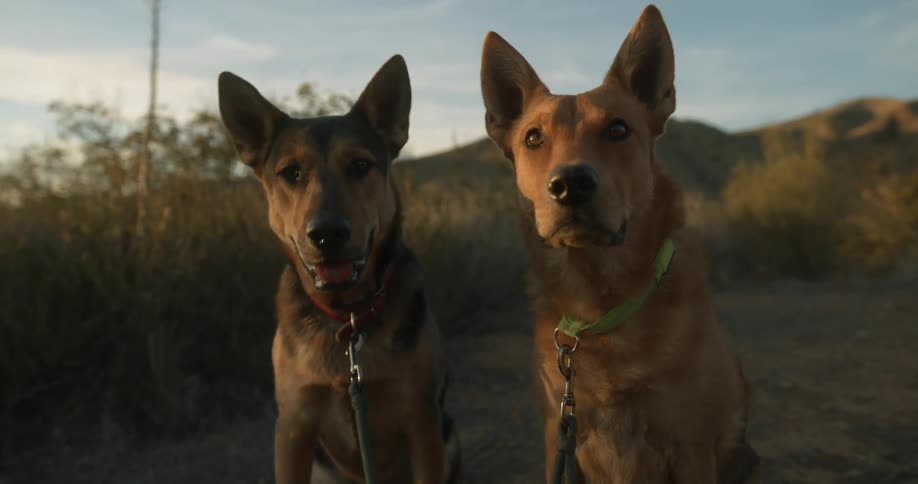 Two dogs on leashes are sitting outdoors at dusk