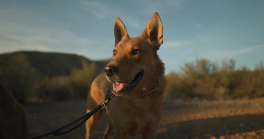 Dog standing outdoors