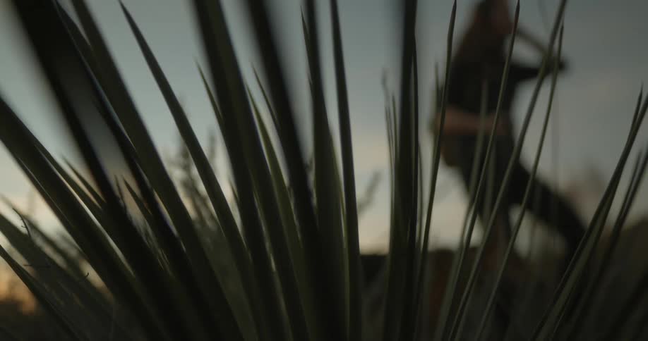 Close up view of tall grass as someone walks their dog in the distance