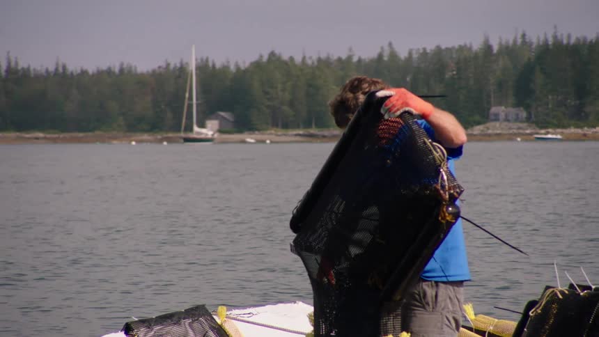 Fisherman emptying cages over a boat in a lake near a pine tree forest