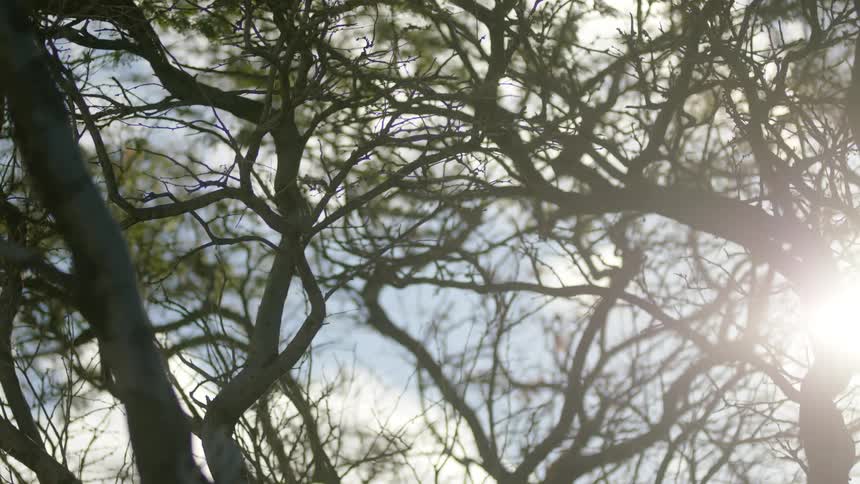Close up of the sun shining through trees