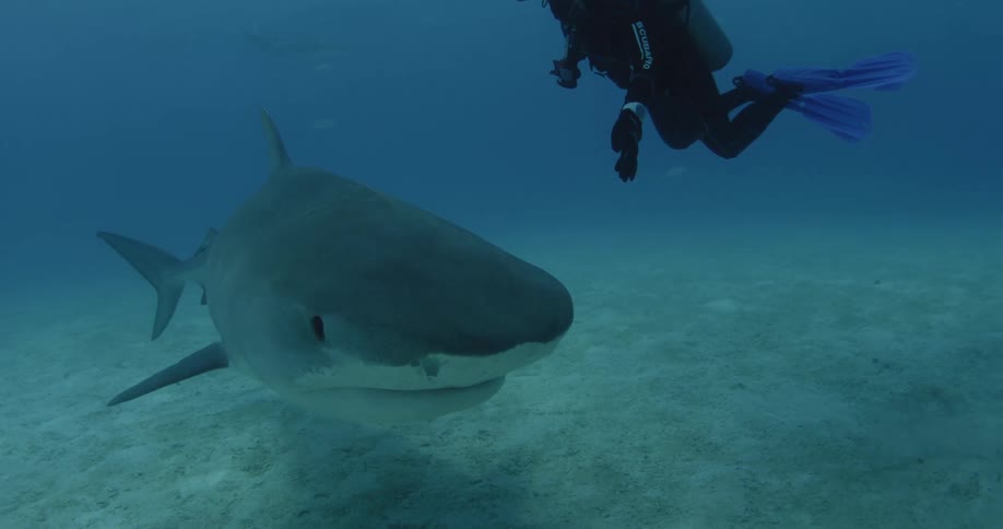 A scuba diver observes a passing shark then turns to follow