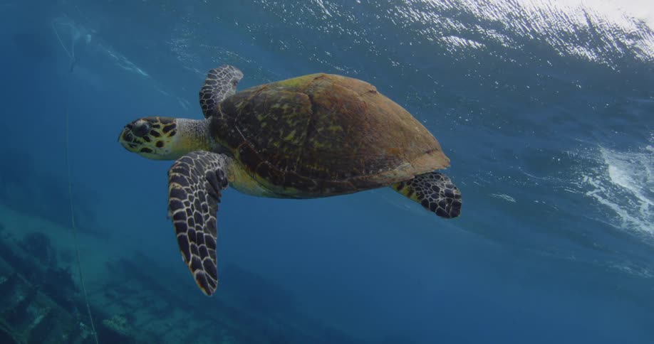 A sea turtle swims near the surface