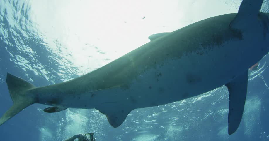 A large shark ascends towards the water's surface