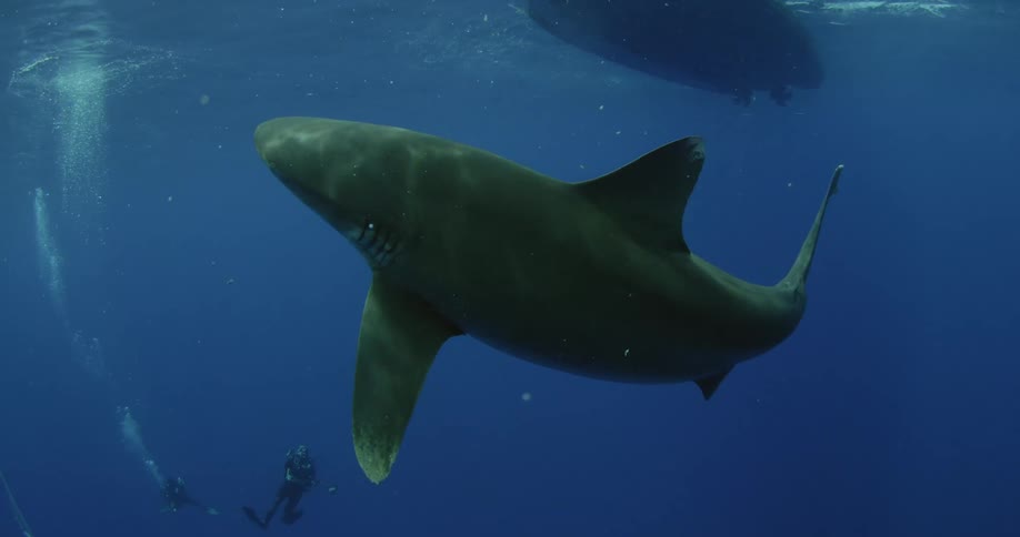 A shark swims in the ocean near a boat