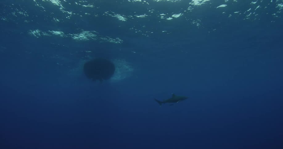A shark swimming under a boat