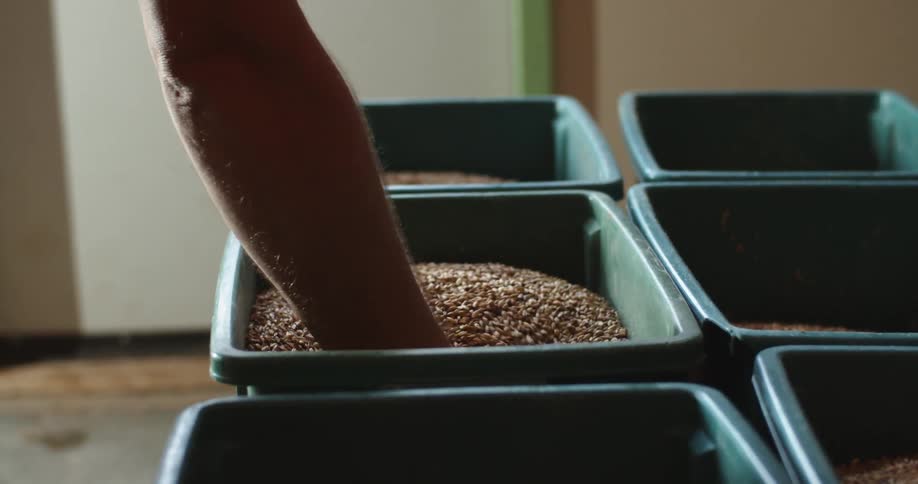 A person lifts a handful of hops out of the bin