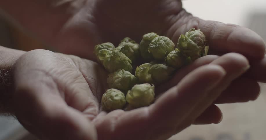 A person is displaying a handful of hops