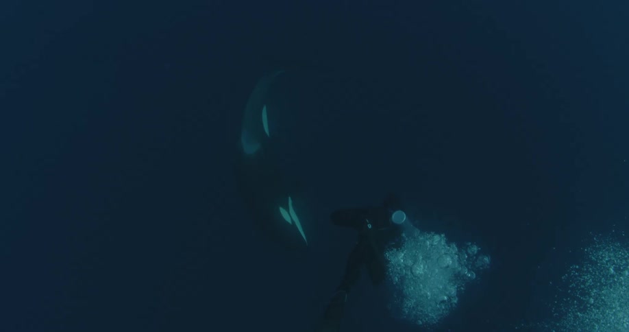 A man scuba dives past a whale