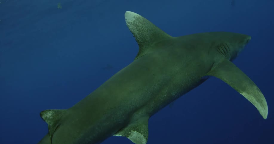 A shark swims in the blue ocean water