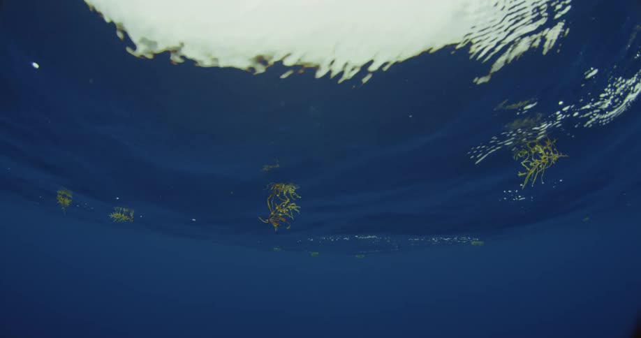 Coral floating on the surface of the ocean is being filmed