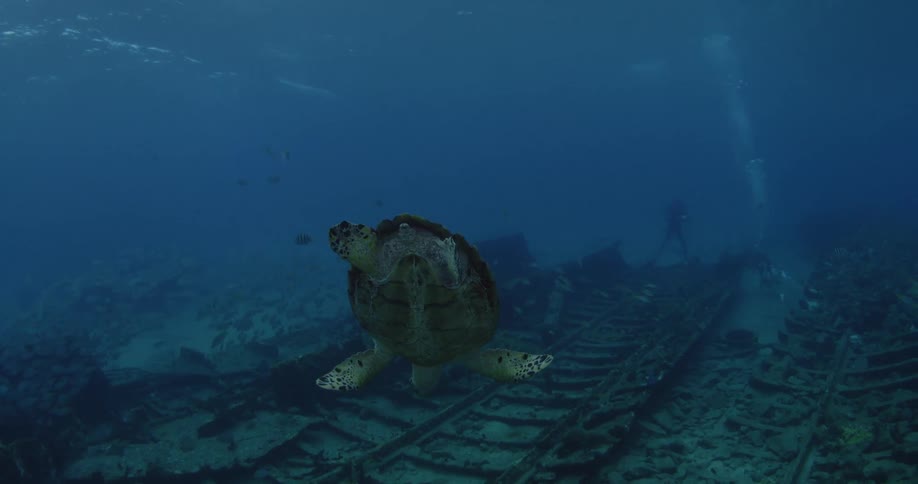 A sea turtle dives to the bottom of the ocean