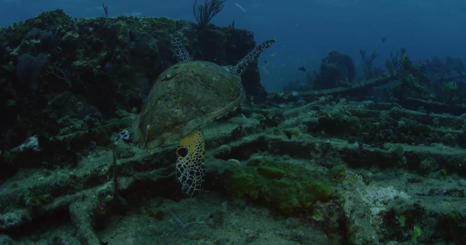 A turtle swims on a sunken ship
