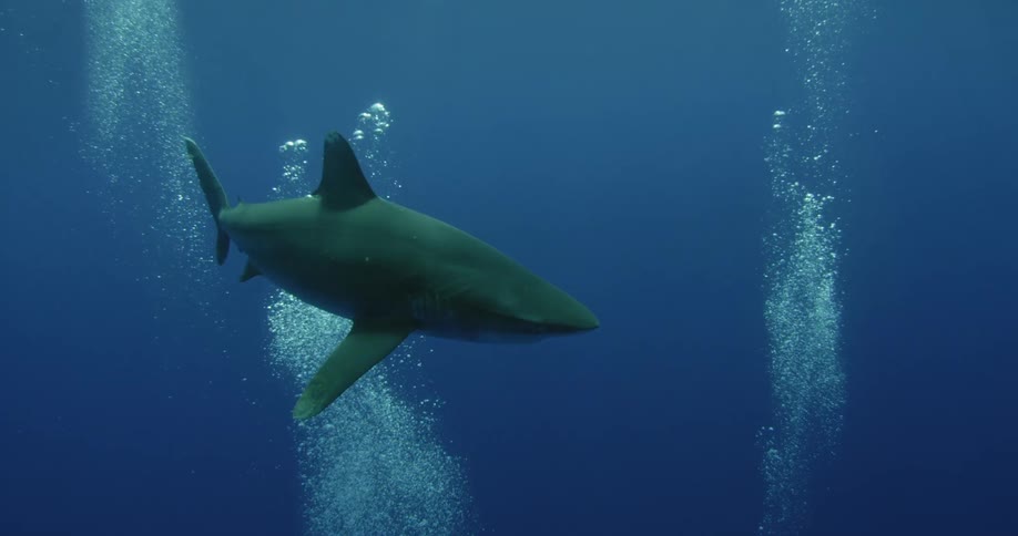 Shark swimming near bubbles in ocean water