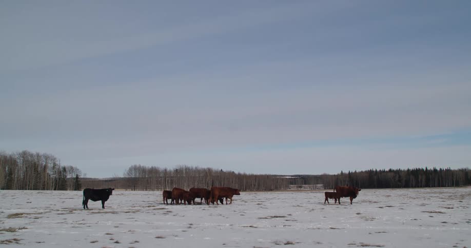 Group of brown cows standing and grazing on a field covered in snow
