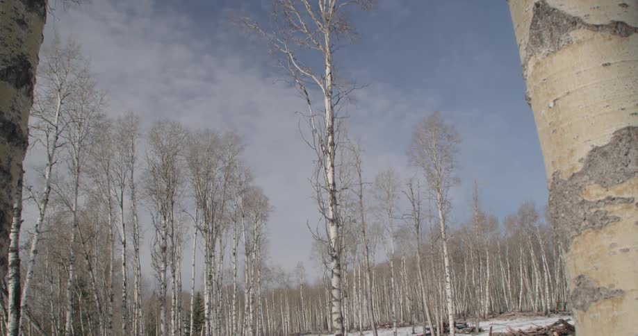 A forest of tall bare trees reach high in a cloudy sky and there is snow on the ground