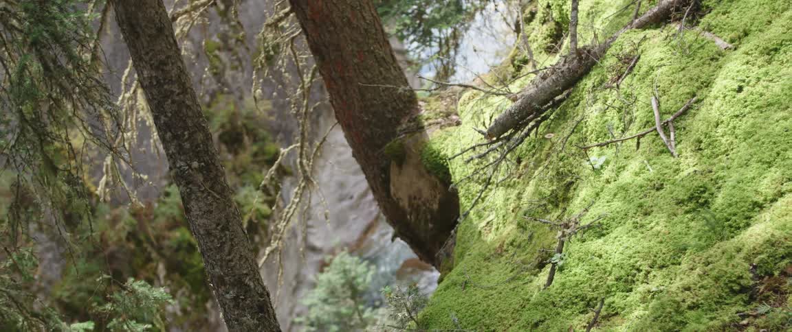 The ground is covered with moss