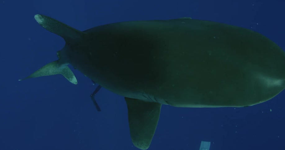 A shark and a diver are swimming next to each other