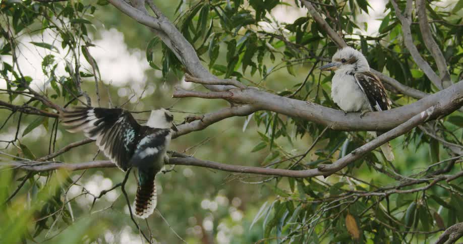A flying bird lands on a tree branch near another bird