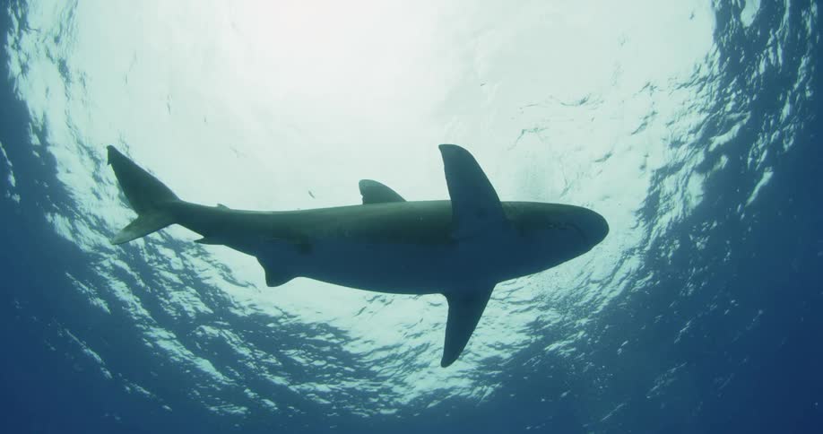 A shark swims just below the ocean surface