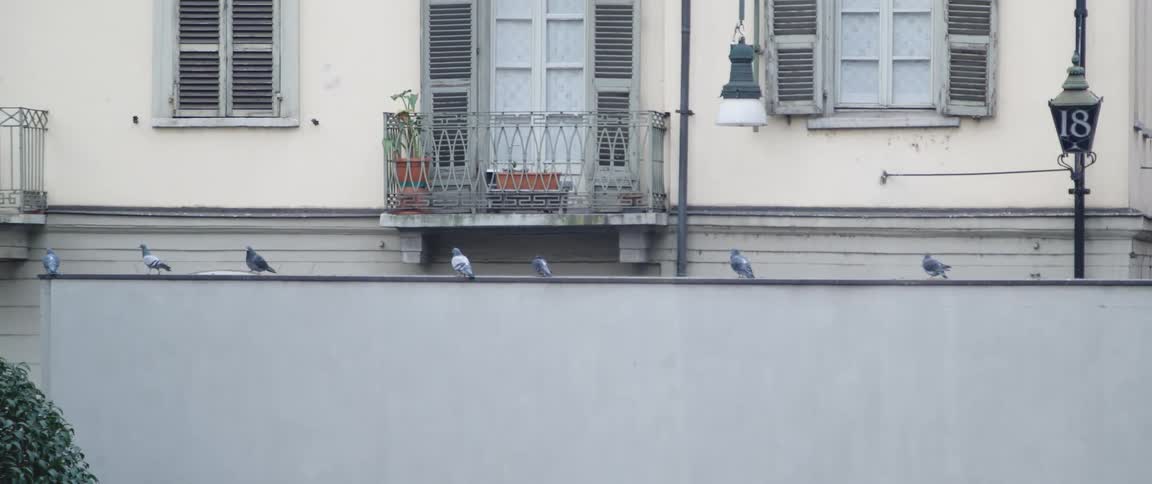 Pigeons on a wall
