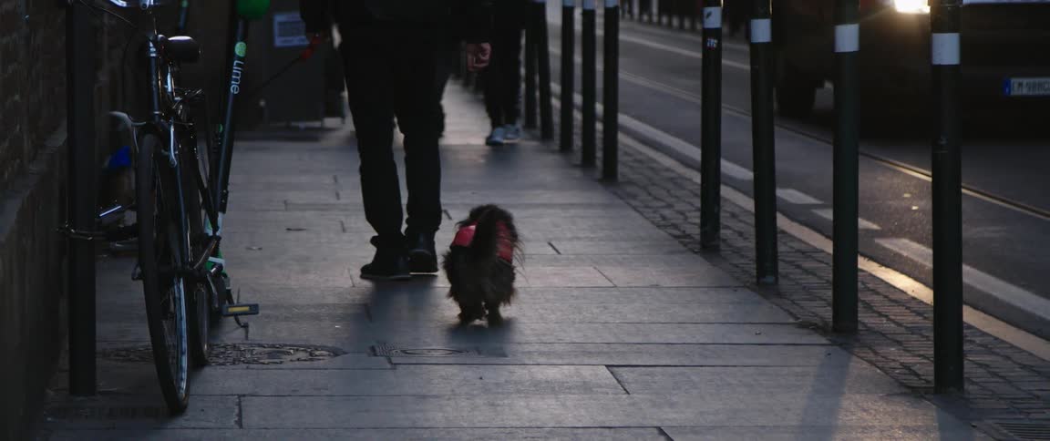 Man walking dogs on the sidewalk on the street of a city