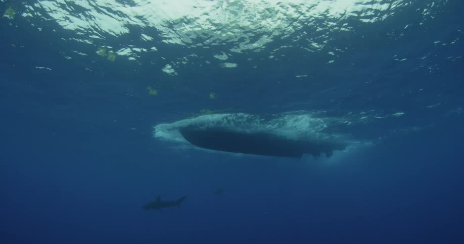 A shark swims under a boat