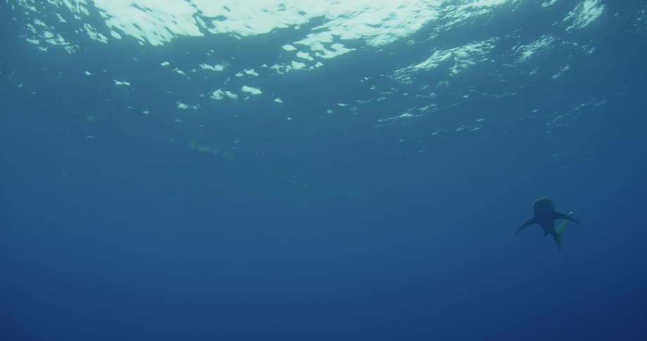 Light shines on the surface of the ocean