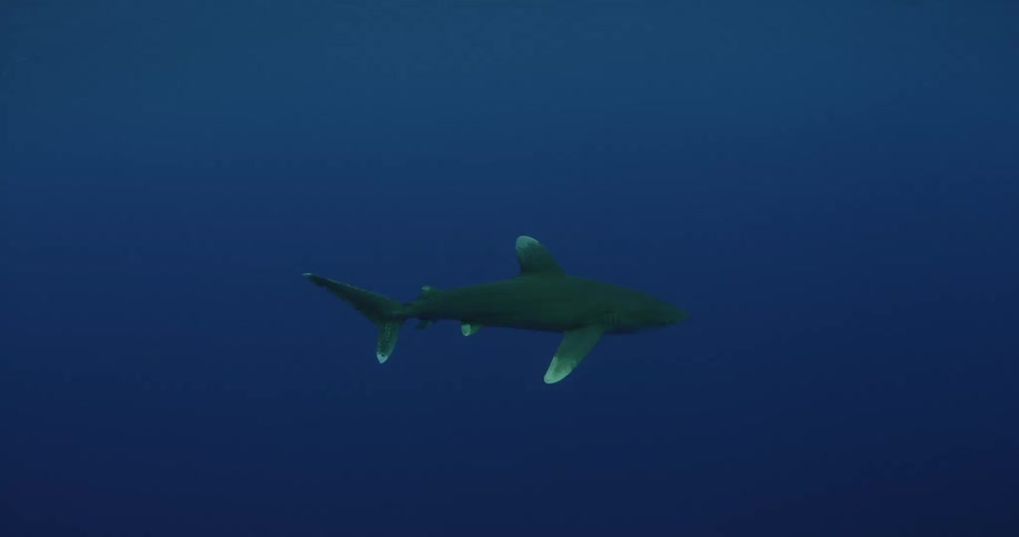 A plan flies high in the night sky