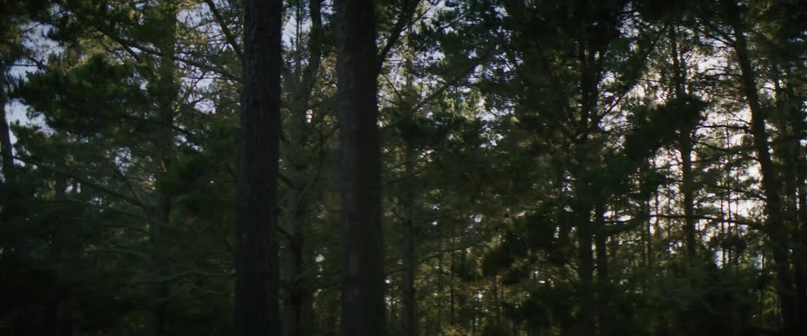 Sun shines through conifer trees onto highway curving through forest