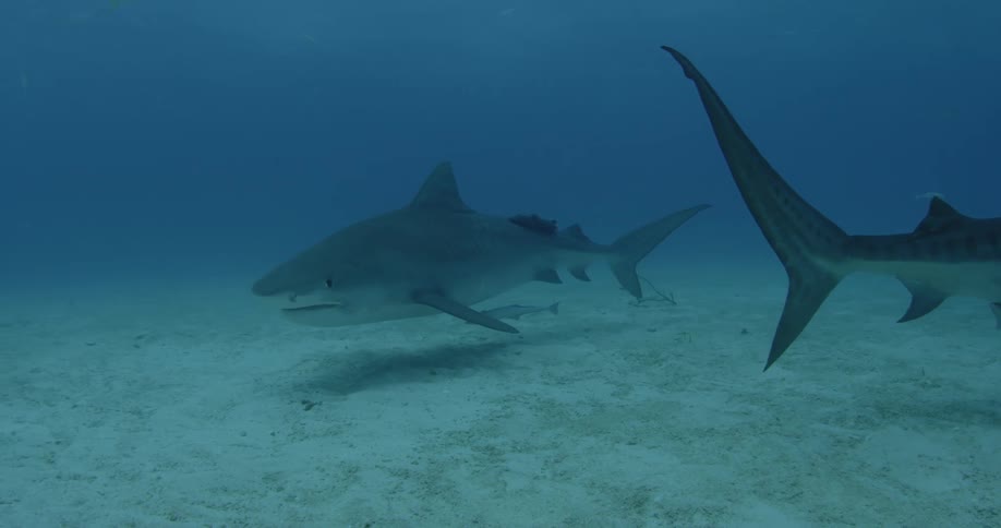 A small fish is swimming underneath a shark