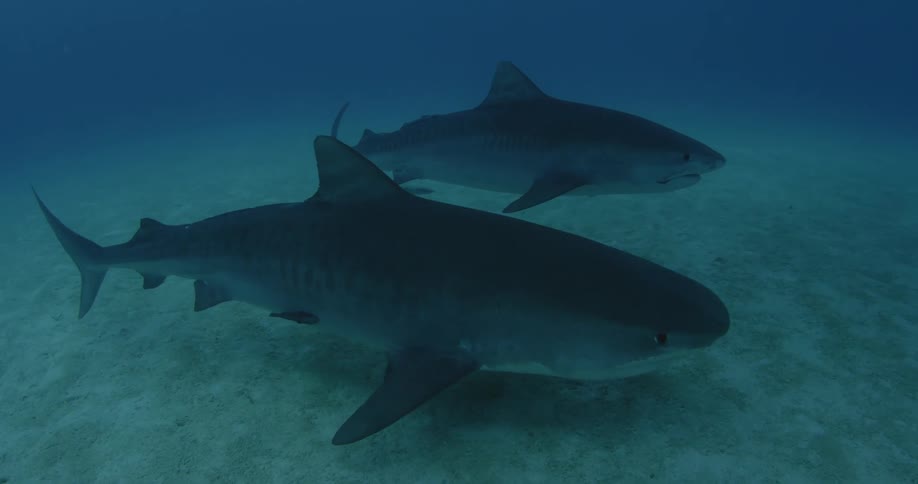 Sharks swim along the bottom