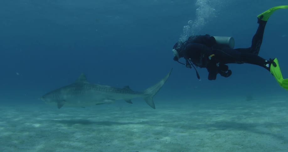 A diver is following a long fish near the surface of the water