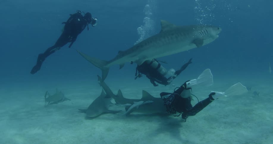 Scuba divers swim near sharks