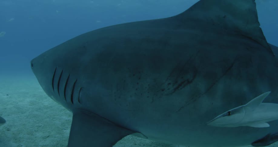 Large sharks swim in the blue water