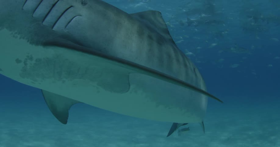 A shark and many fish swim in the sea