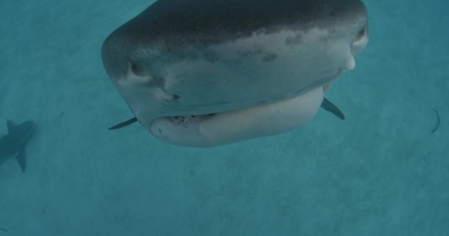 Shark swimming straight towards the camera and then bumps into it