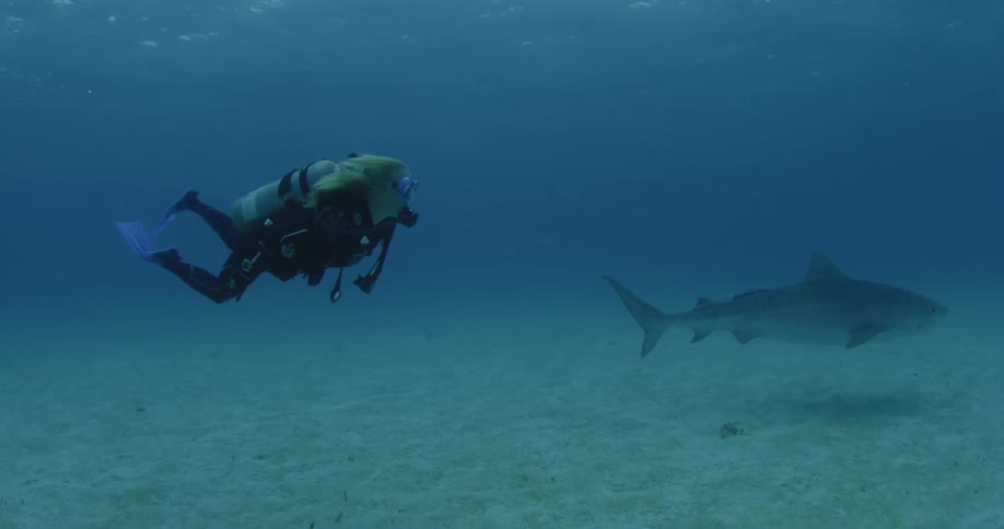 A scuba diver is swimming and watching the sharks swim by